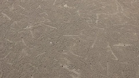  Sand bubbler crab holes with tiny sand balls on beach  Stock Footage 342390522