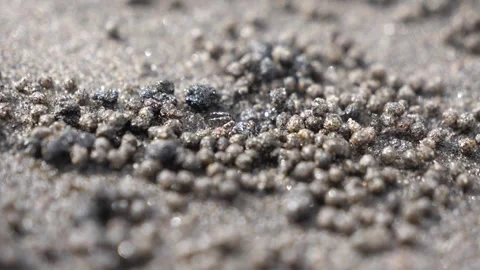 Sand bubbler crab horizontal Video stock 243277167
