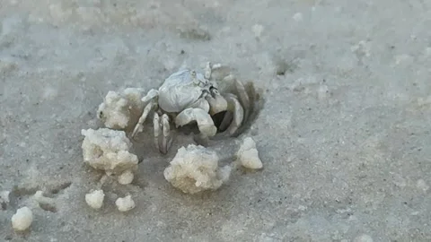 A sand bubbler crab making tiny sand balls on the beach 库存影片 337082844