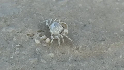 A sand bubbler crab making tiny sand balls on the beach Stock Footage 337082847