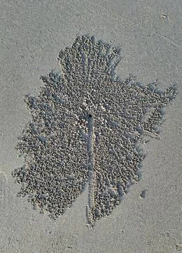 Sand bubbler crab pattern on beach sand Fotos de archivo