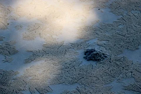 Sand Bubbler Crabs make tiny sand balls with falling sunlight Stock Photos
