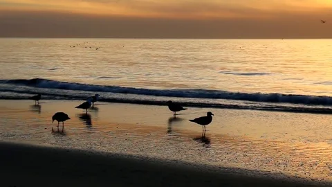 Sand Chow Stock Footage 83216385