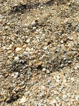 Sand from color seashells. Background of shells. Stock Photos