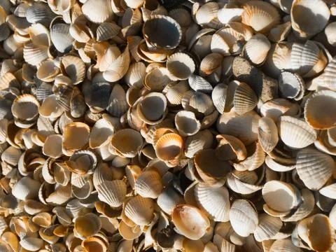 Sand from color seashells. Background of shells. Stock Photos