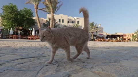 Sand-colored cat walks through the square in El Gouna, Egypt. Gimbal shot, El Stock Footage 166566485