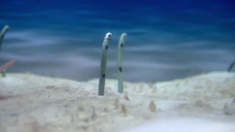 A sand colored eel emerges from the sand Stock Video Pond5