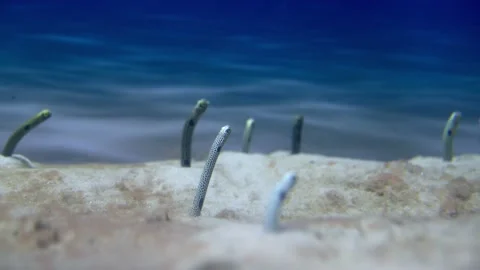 A sand colored eel emerges from the sand Stock Video Pond5