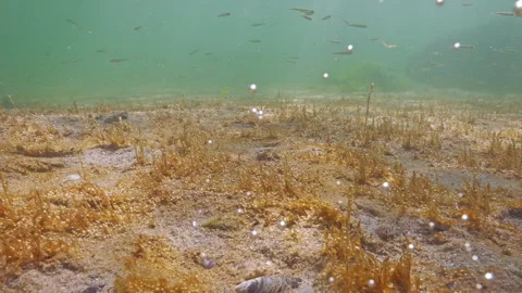 Sand covered by colonial microalgae releases gas bubbles into water Atherinas Stock Footage 333596696