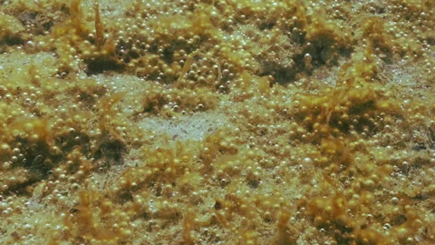 Sand covered by colony of benthic single-celled algae synthesis tiny gas bubbles Video stock 333593875