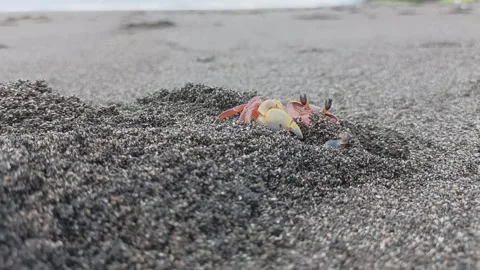 Sand crab activity Stock Footage 246545084