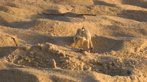 Sand crab on the beach Video stock 36753280