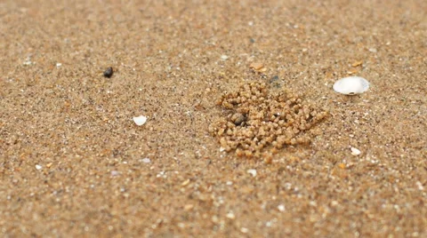 Sand Crab in the beach Stock Footage 51100913