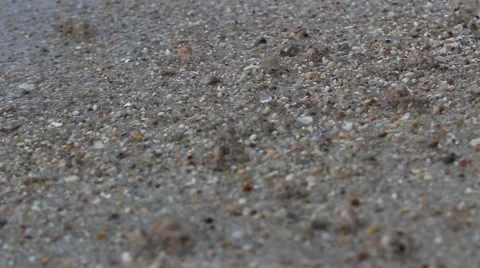 Sand Crab in the beach Stock Footage 53888550