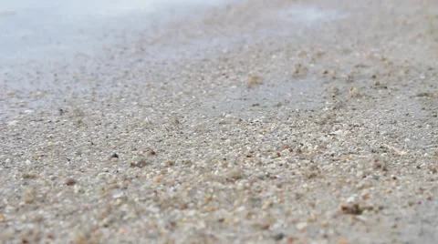 Sand Crab in the beach Stock Footage 53889680