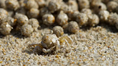 Sand crab on the beach Stock Footage 274095188