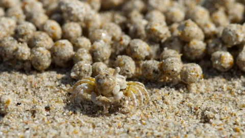 Sand crab on the beach making sand balls Stock Footage 270372914