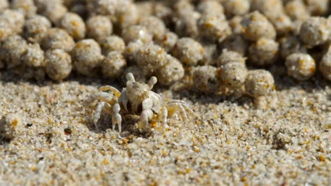 Sand crab on the beach making sand balls Stock Footage 271200047