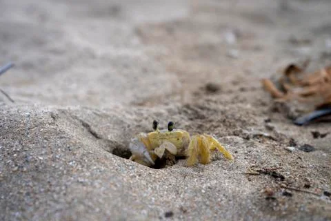 Sand crab at the beach Stock Photos