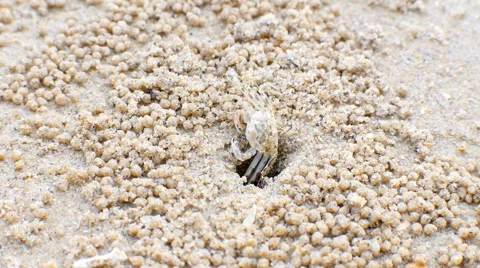 Sand Crab digging sand balls around burrow at tropical beach Stock Footage 59775370