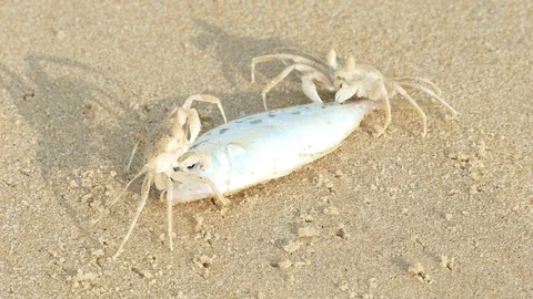 Sand crab eats a fish on the beach Video stock 88235163