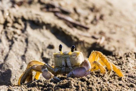 Sand crab emerging from its burrow Stock Photos