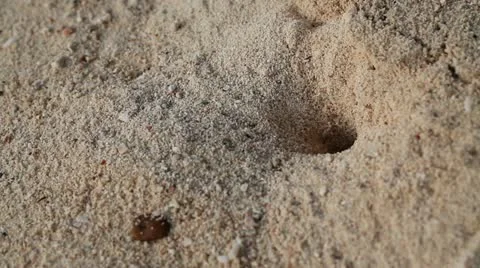 Sand crab Stock Footage 14221162