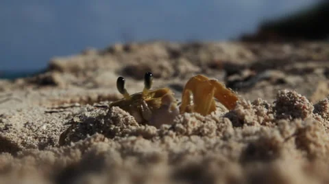 Sand Crab Video stock 50776198