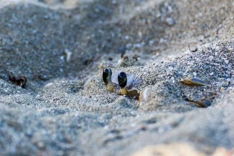 Sand crab hiding Stock Photos