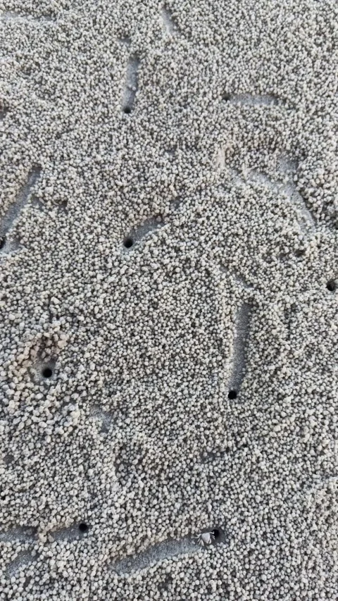 The sand crab (Ocypode kuhlii) is a type of ghost crab Stock Footage 293389796
