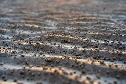 Sand crab pellets on the beach Stock Photos