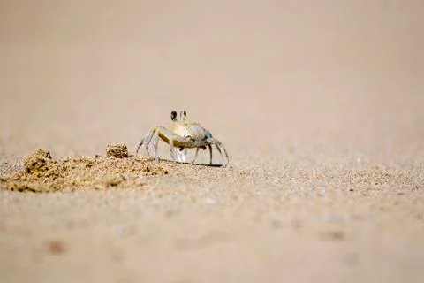 Sand Crab Foto stock