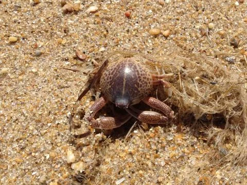 Sand crab Photos