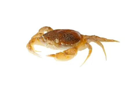Sand crab Stock Photos