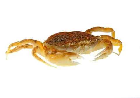 Sand crab Stock Photos