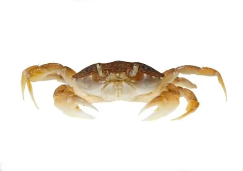 Sand crab Stock Photos