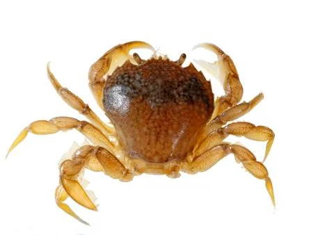 Sand crab Stock Photos