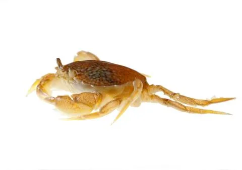 Sand crab Stock Photos