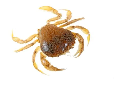 Sand crab Stock Photos