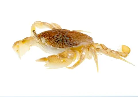 Sand crab Stock Photos