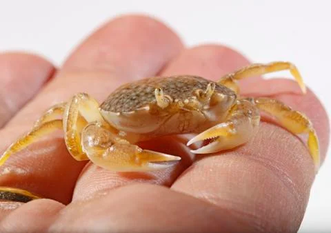 Sand crab Stock Photos