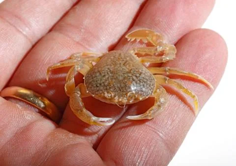 Sand crab Stock Photos