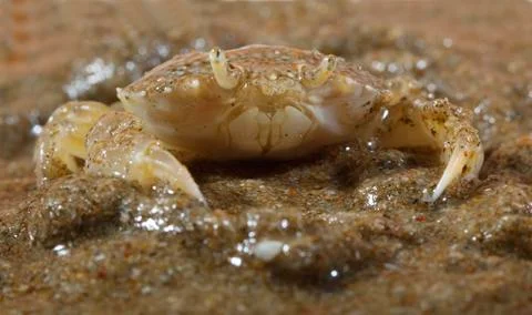 Sand crab Stock Photos