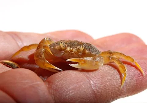 Sand crab Stock Photos