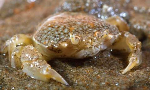 Sand crab Stock Photos