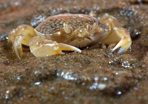 Sand crab Stock Photos