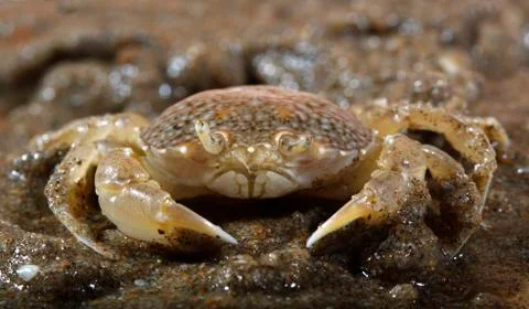 Sand crab Stock Photos