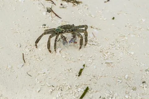 Sand Crab Stock Photos