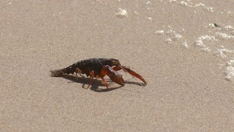Sand crab on a sandy beach close up Stock Footage 154997440