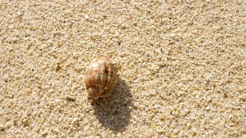 A sand crab in a shell crawls on the sand. Little Hermit crab on beach sand Stock Footage 230122083